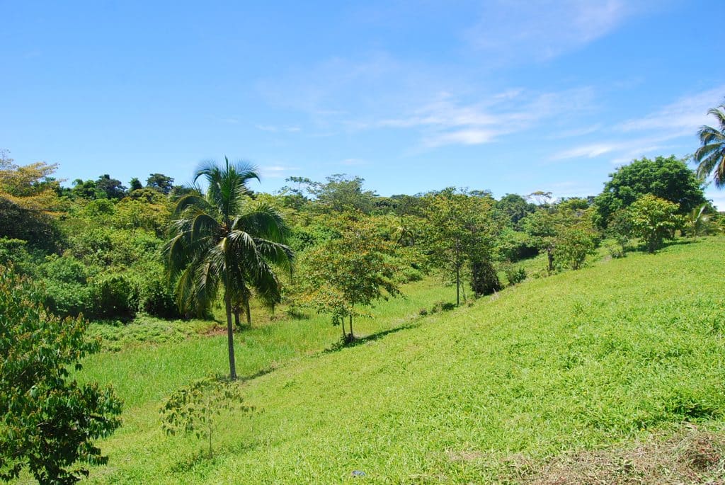 100 hectares of titled land for sale on Cayo de Agua, Bocas del Toro — photo 6