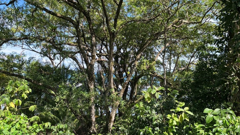 Lot 10, 5,000 m² of land near the surf at Carenero Point, Isla Carenero — photo 2