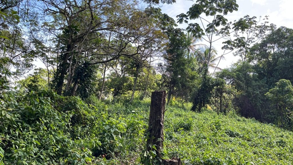 Lot 10, 5,000 m² of land near the surf at Carenero Point, Isla Carenero — photo 3