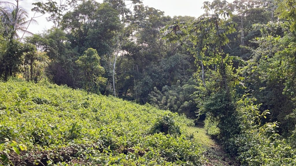 Lot 10, 5,000 m² of land near the surf at Carenero Point, Isla Carenero — photo 4