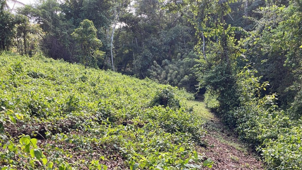 Lot 10, 5,000 m² of land near the surf at Carenero Point, Isla Carenero — photo 5