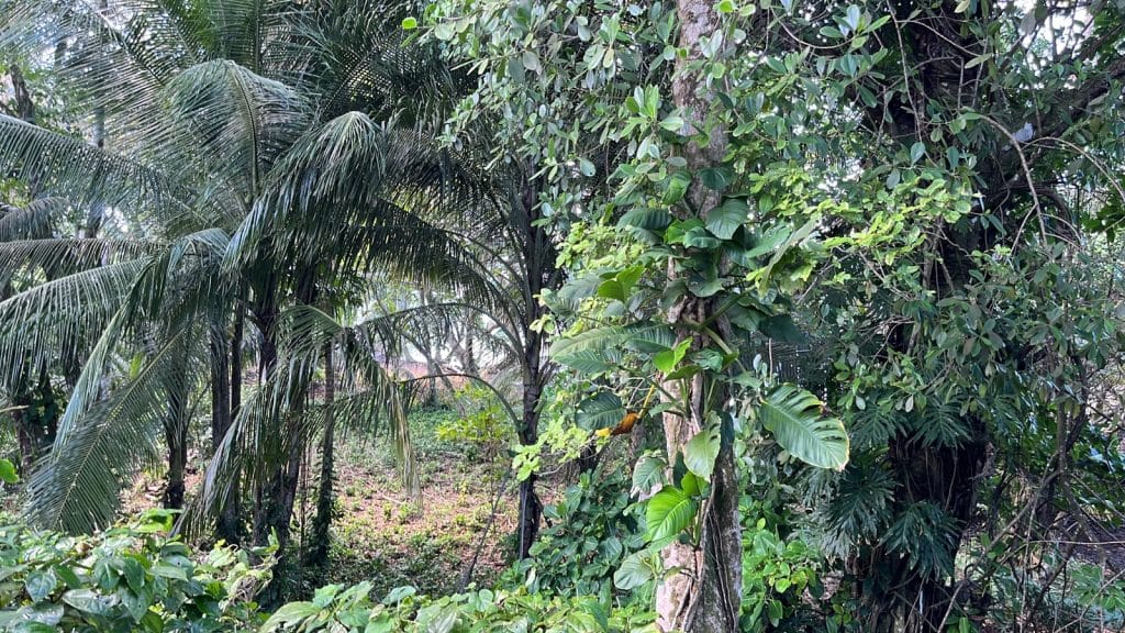 Lot 10, 5,000 m² of land near the surf at Carenero Point, Isla Carenero — photo 6