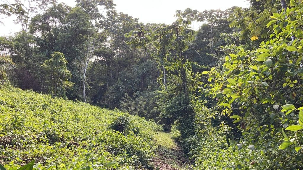 Lot 10, 5,000 m² of land near the surf at Carenero Point, Isla Carenero — photo 7