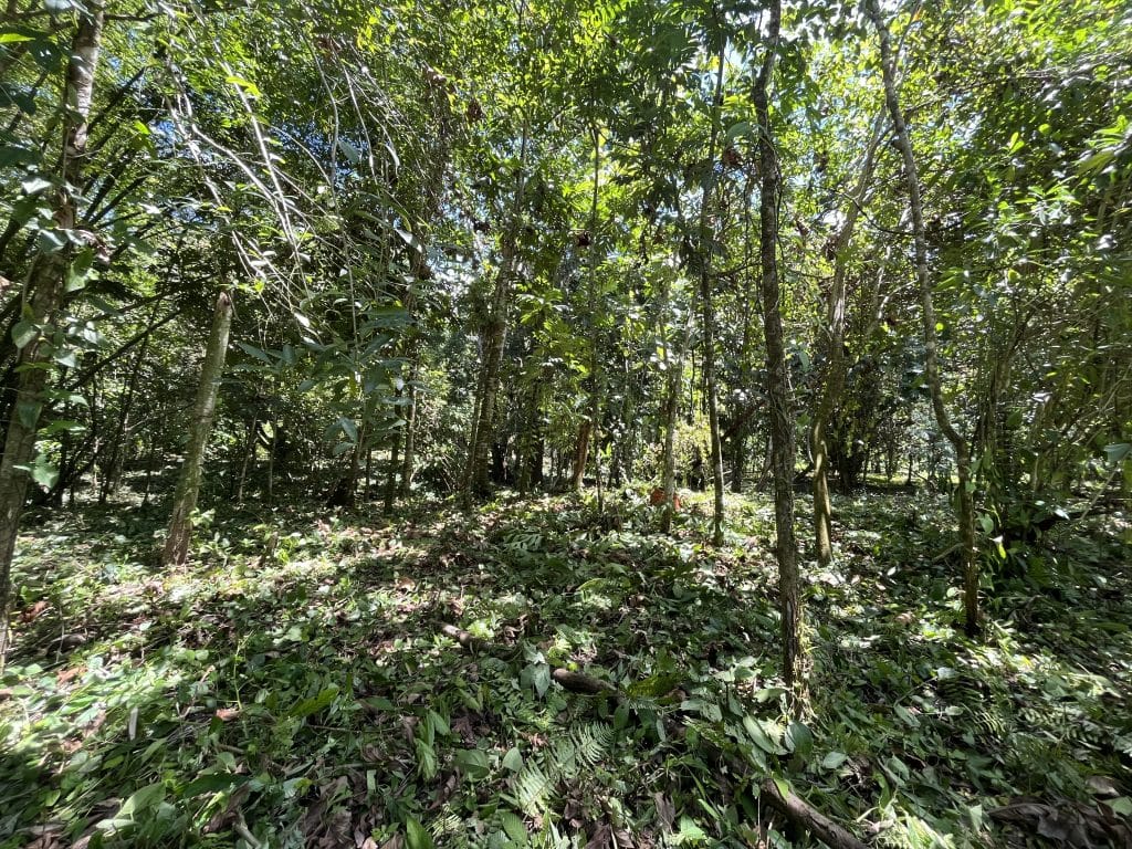 1,586 m² building lot for sale 25 metres from Bluff Beach, Isla Colón, Bocas del Toro — photo 9