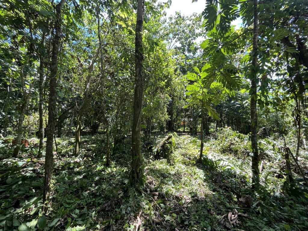 1,586 m² building lot for sale 25 metres from Bluff Beach, Isla Colón, Bocas del Toro — photo 10
