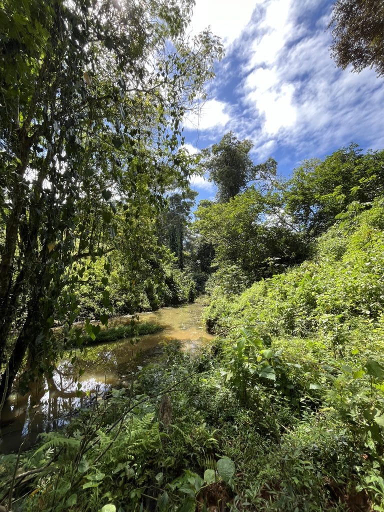 12,519 m² off-grid agricultural land for sale on Isla Colón, Bocas del Toro — photo 13