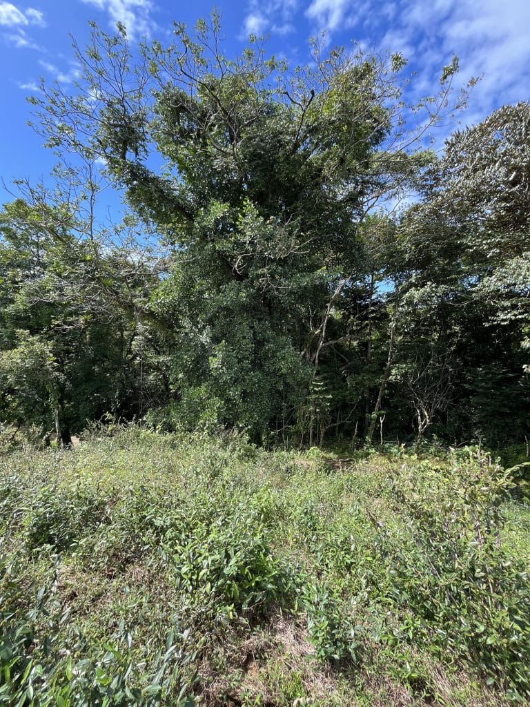 12,519 m² off-grid agricultural land for sale on Isla Colón, Bocas del Toro — photo 25