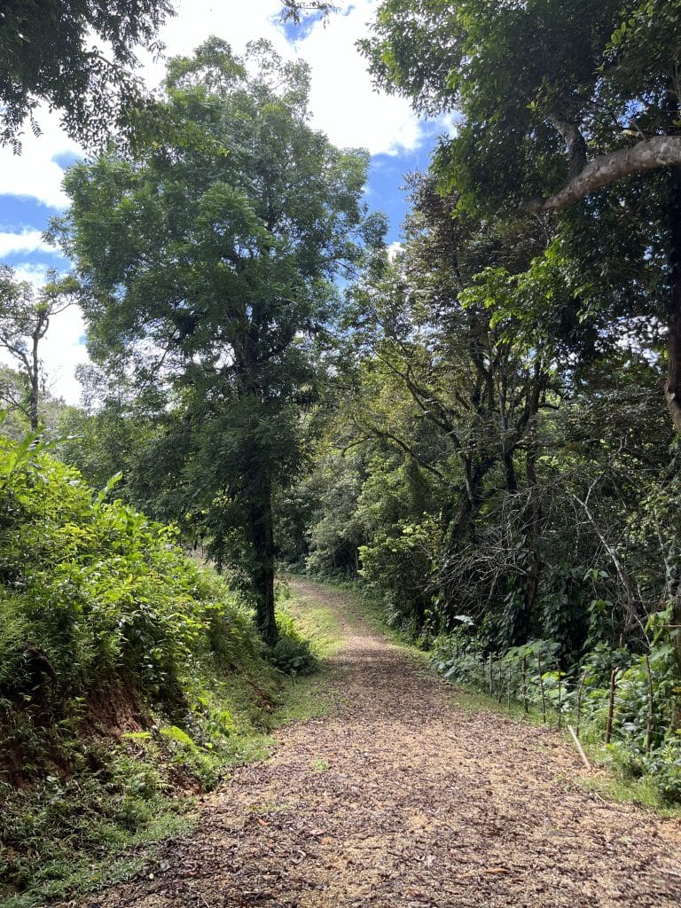 12,519 m² off-grid agricultural land for sale on Isla Colón, Bocas del Toro — photo 28